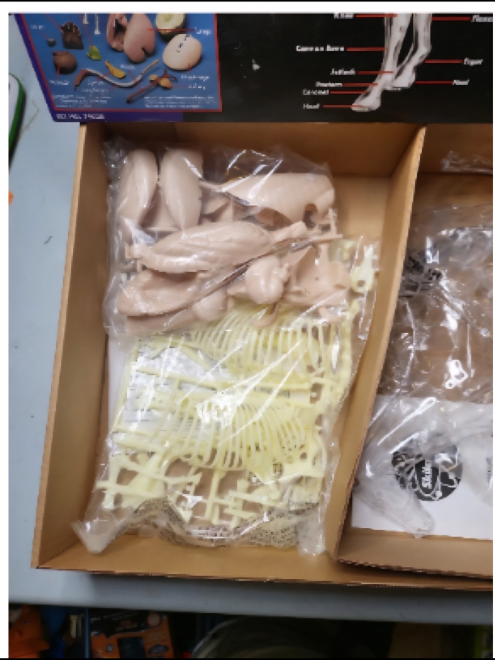 Visible Horse Anatomy Kit - Brown Educational Model for Kids - Picture 2 of 3